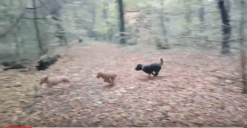 Photo in the forest playing dogs