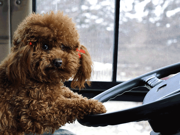 Puppy as bus driver