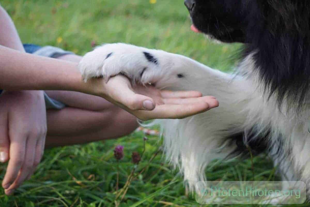 Photo child and dog holding hand and paw
