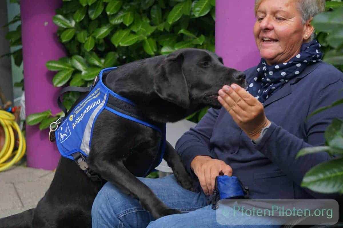 Photo Assistance dog gets treat from woman