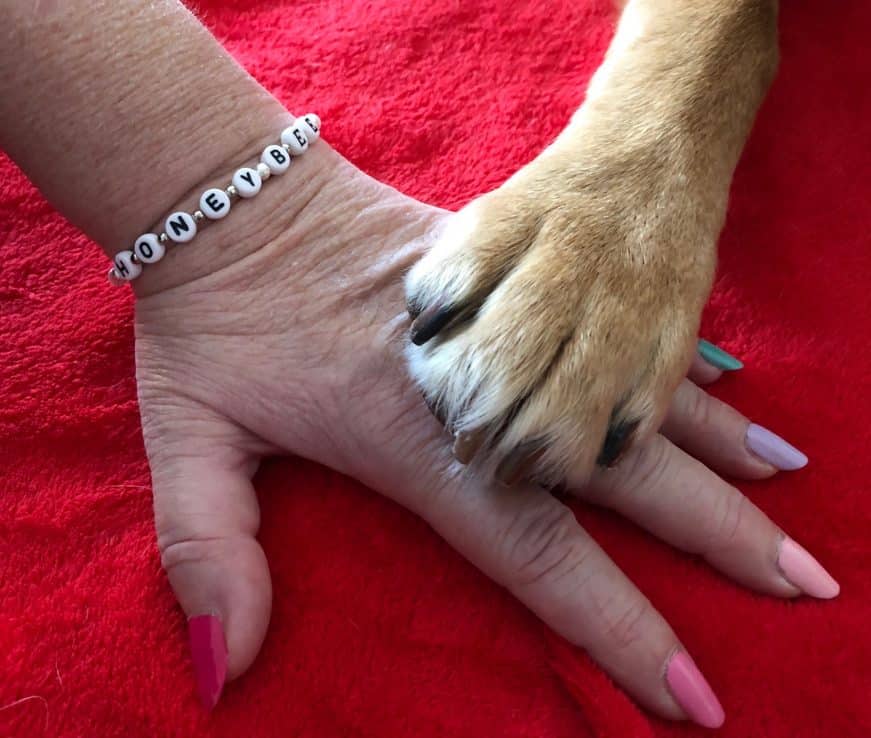 Labrador paw on female hand.