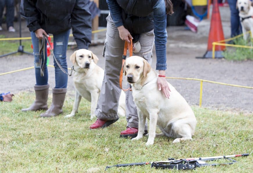 Two guide dog teams in training