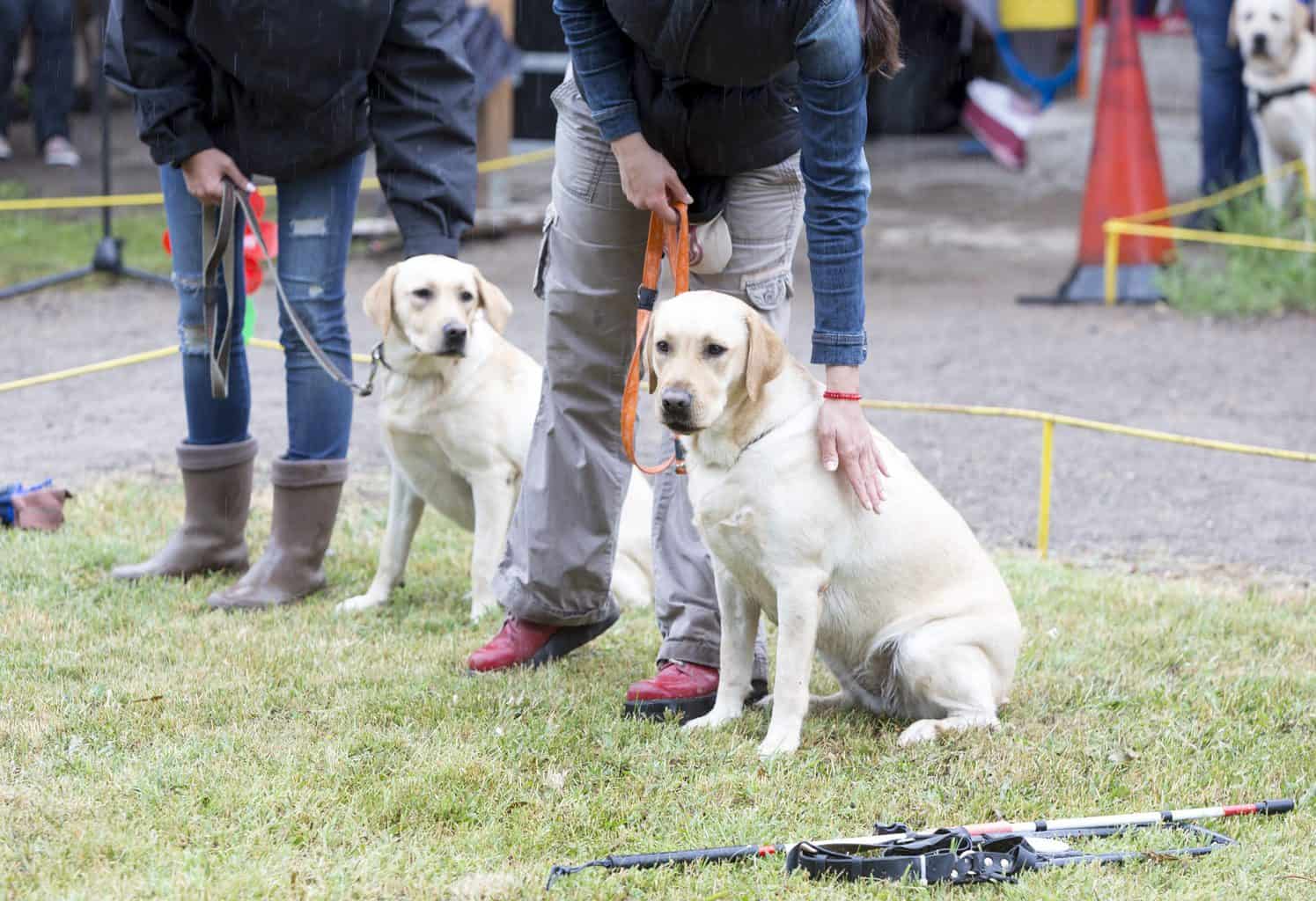 Zwei Blindenführhund-Teams in Ausbildung